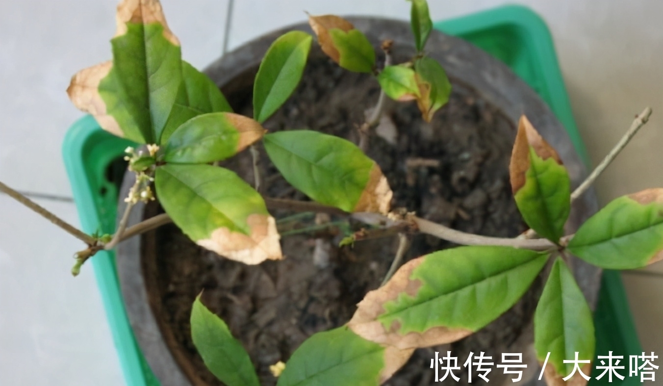 干枯|桂花叶子焦干，落叶？3个步骤做好了，年年“桂花”挂一树