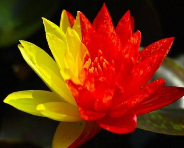 一种“双色莲”,靠水就能活,不怕热、不怕冷,零下几度也开花