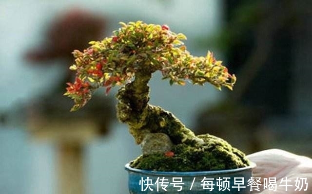 水溶性肥料|你知道吗?微型盆景怎样补充肥料才最有效?