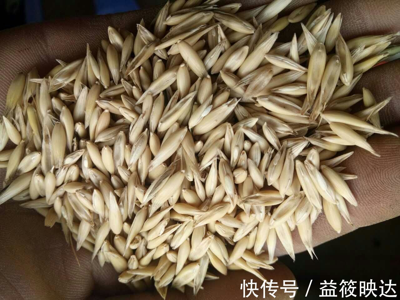 燕麦|糖尿病的“4大克星”,苦瓜才排第二,排第一的很少有人清楚!