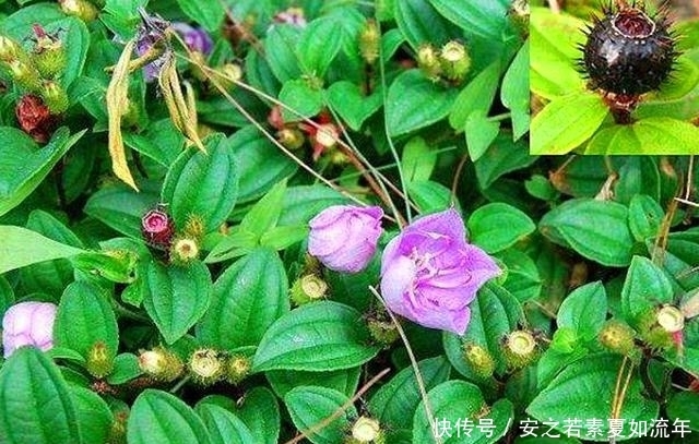 野生|农村这种野果,以前的人们拿来泡酒,其实它还是一种很好的药材