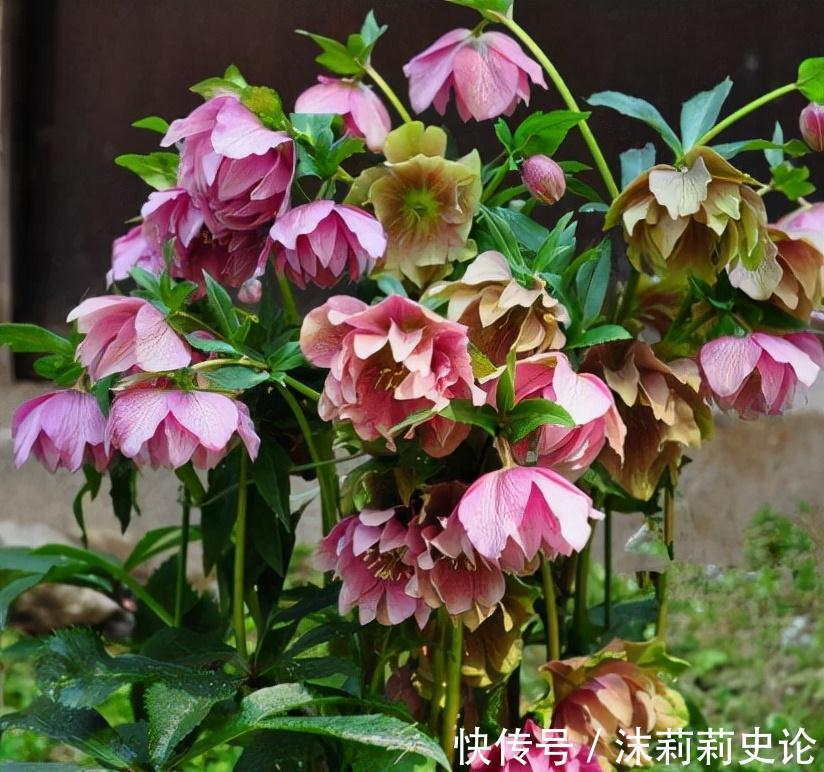 雨雪天冻不死的8种花,越冷越开花,冬天养一盆,喜庆又漂亮