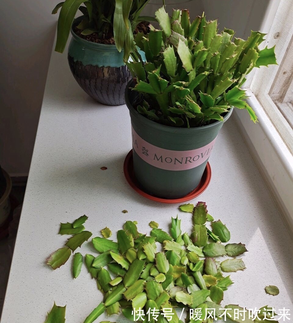 她养的蟹爪兰，1个枝条冒出4个花苞，记住3个“要诀”你也可以