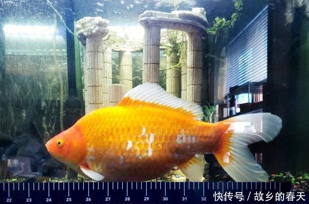 金鱼为什么跳出鱼缸 金鱼为什么跳出鱼缸