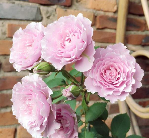 2021年养过的10款月季,皮实好养开花美,你最喜欢哪种?