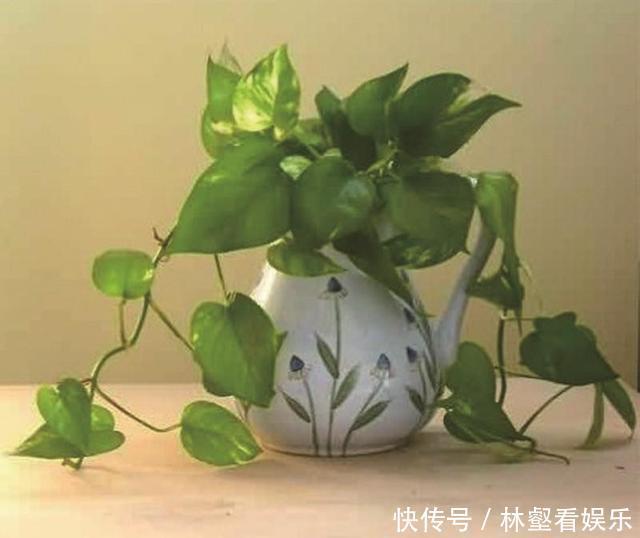 盆栽|绿萝好养生长又快,却不适合放卧室,影响睡眠质量要注意