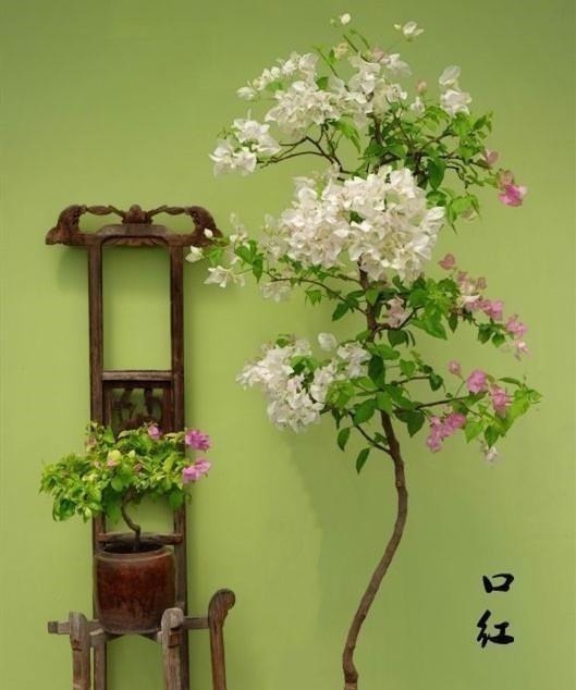 养三角梅的最高境界,看得我直流口水!养三角梅的最高境界,看得我直流口水!