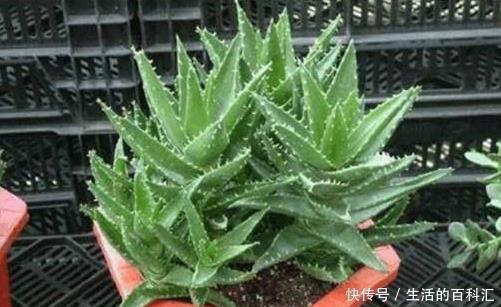 绿植|这四种绿植,十天半个月可以不浇水,爆芽、疯长到盆都装不下!