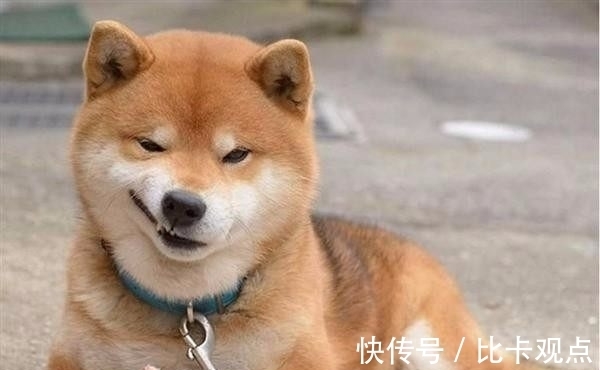 斯科特|癌细胞扩散只剩3个月命 美男子靠狗狗“驱虫药”奇迹康复