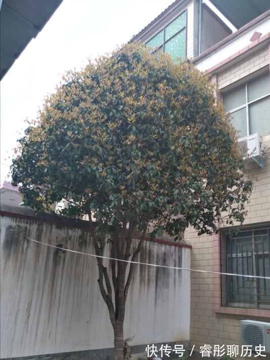 家里种树有讲究,4种吉祥树,庭院种一棵,多子多福又吉利