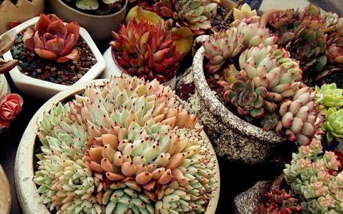 养多肉有4忌，避开了才能长得胖乎乎，独苗变成群生小老桩