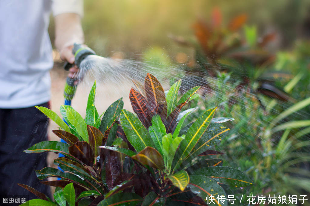 叶片|这6种花，30天不浇水也没事，只需要有散射光，就能活的很好