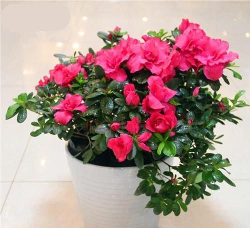  杜鹃花|最简单的管理，让你的杜鹃花开完花之后不用扔了