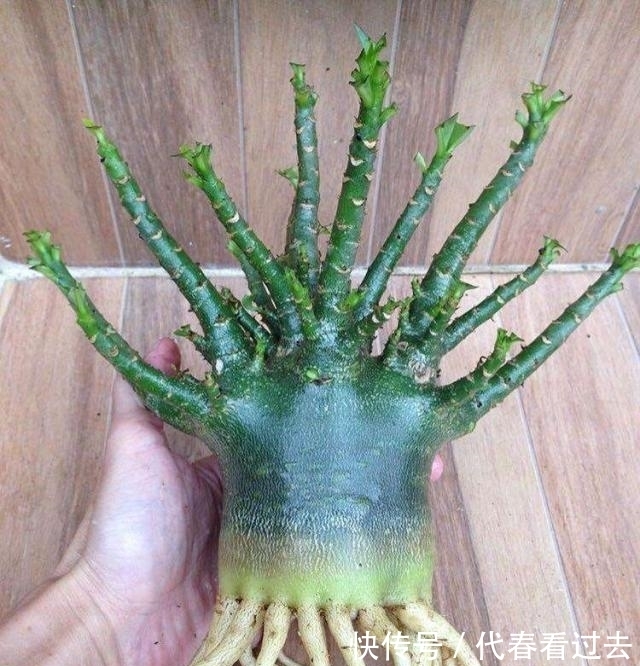 老桩|荒漠蔷薇培育5年，长成章鱼精，盘根成老桩，每次开千朵花