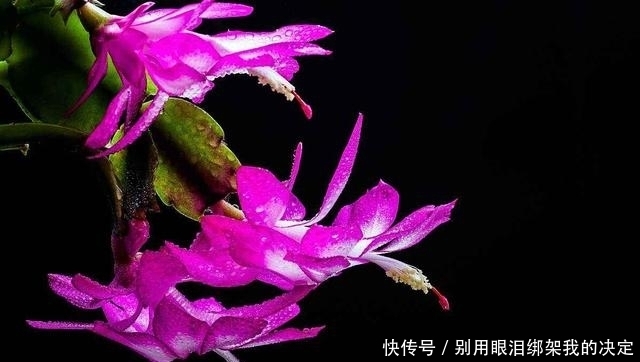 养好蟹爪兰,就看4月份,现在施肥换好盆,秋天睡醒就能赏花!