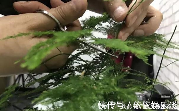 新枝|文竹有“三喜三怕”，顺着它，盛夏也生机勃勃，养成苍劲小老桩！