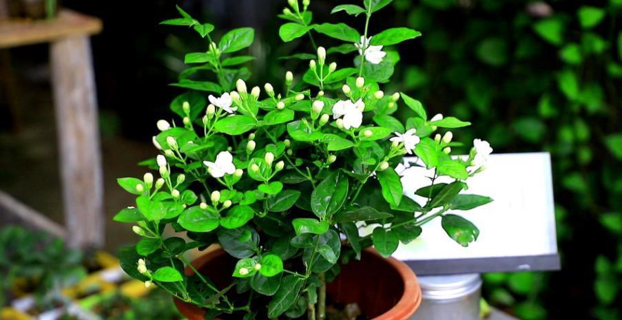 茉莉|夏季养茉莉,想花开爆盆,芳香四溢,盆栽管理得注意此3点