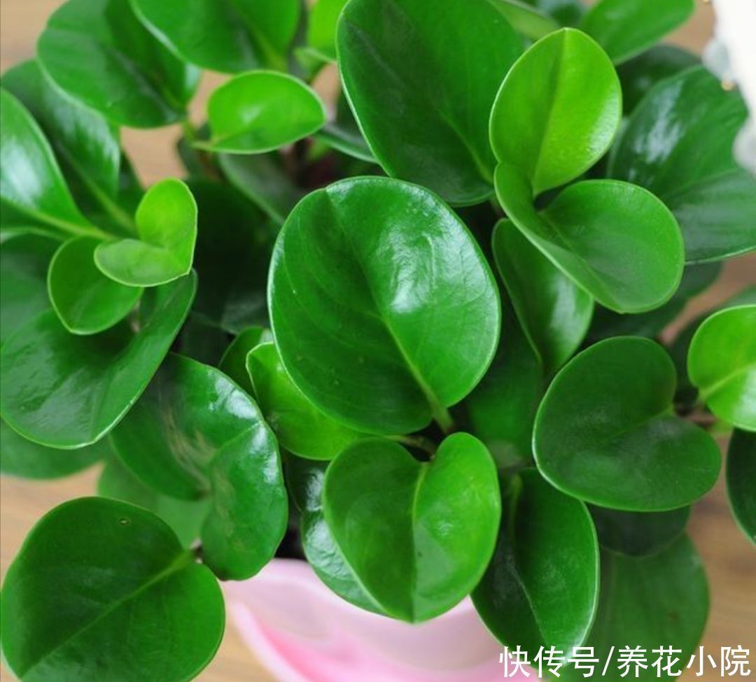 生长期|6种清新小绿植，摆放在室内观赏，漂亮大方，空气好