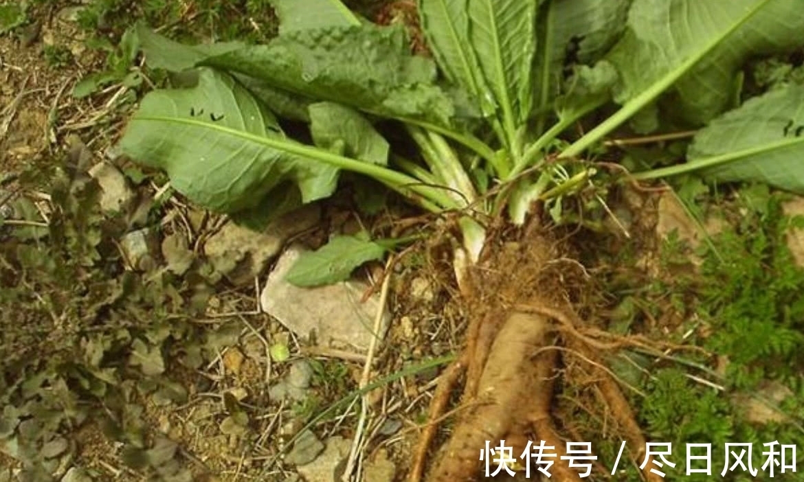 菠菜|一种长得像“菠菜”的野草，真名虽然土，但是药用价值很高