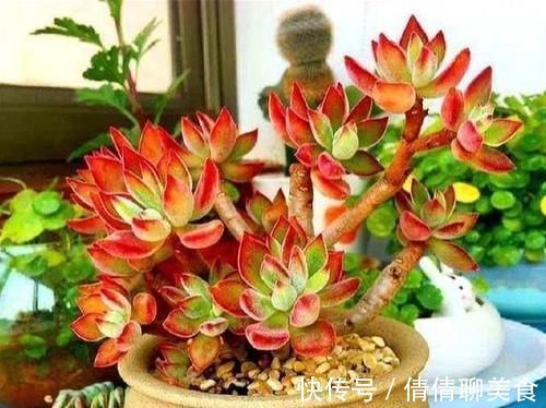 叶片|5种直立性很强的多肉,轻松养出精致漂亮的直立桩,别有一番韵味