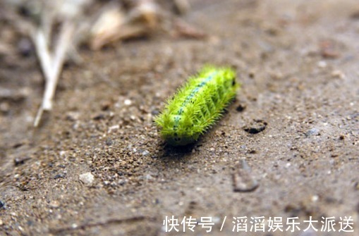 绿色会飞会咬人的虫子