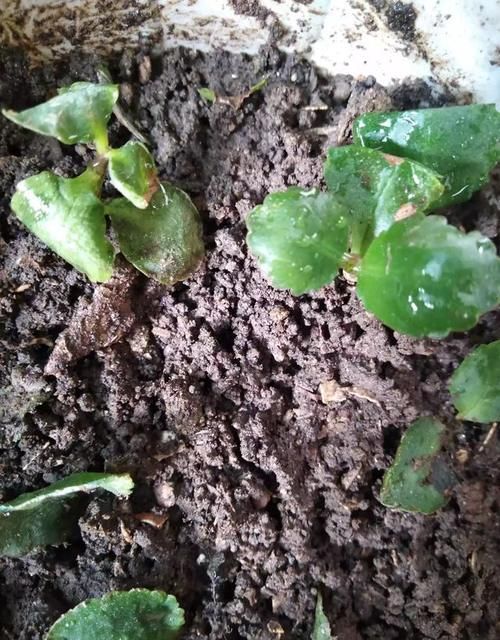 给长寿花晒太阳，天天来回挪动长寿花可以吗？