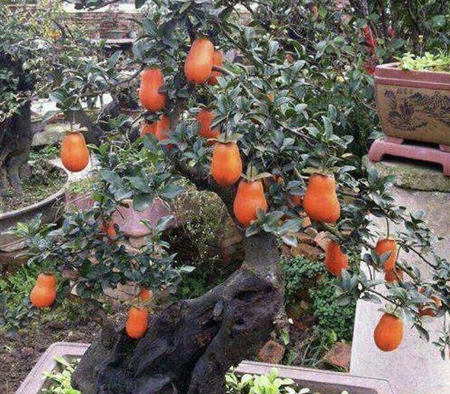 松柏|过年就养“镇宅树”,6年后成为“盆景树”,比松柏值钱,寓意好