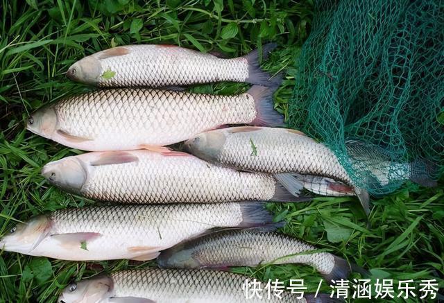 鲤鱼|弄明白这几句话,野钓找鱼窝,简直易如反掌