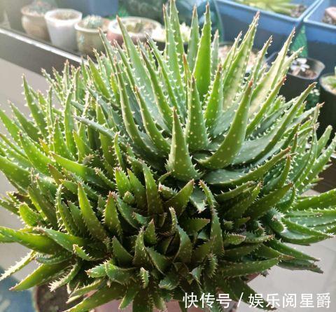 芦荟|让芦荟长侧芽的三个小妙招，学会了，密密麻麻的小芽长满盆