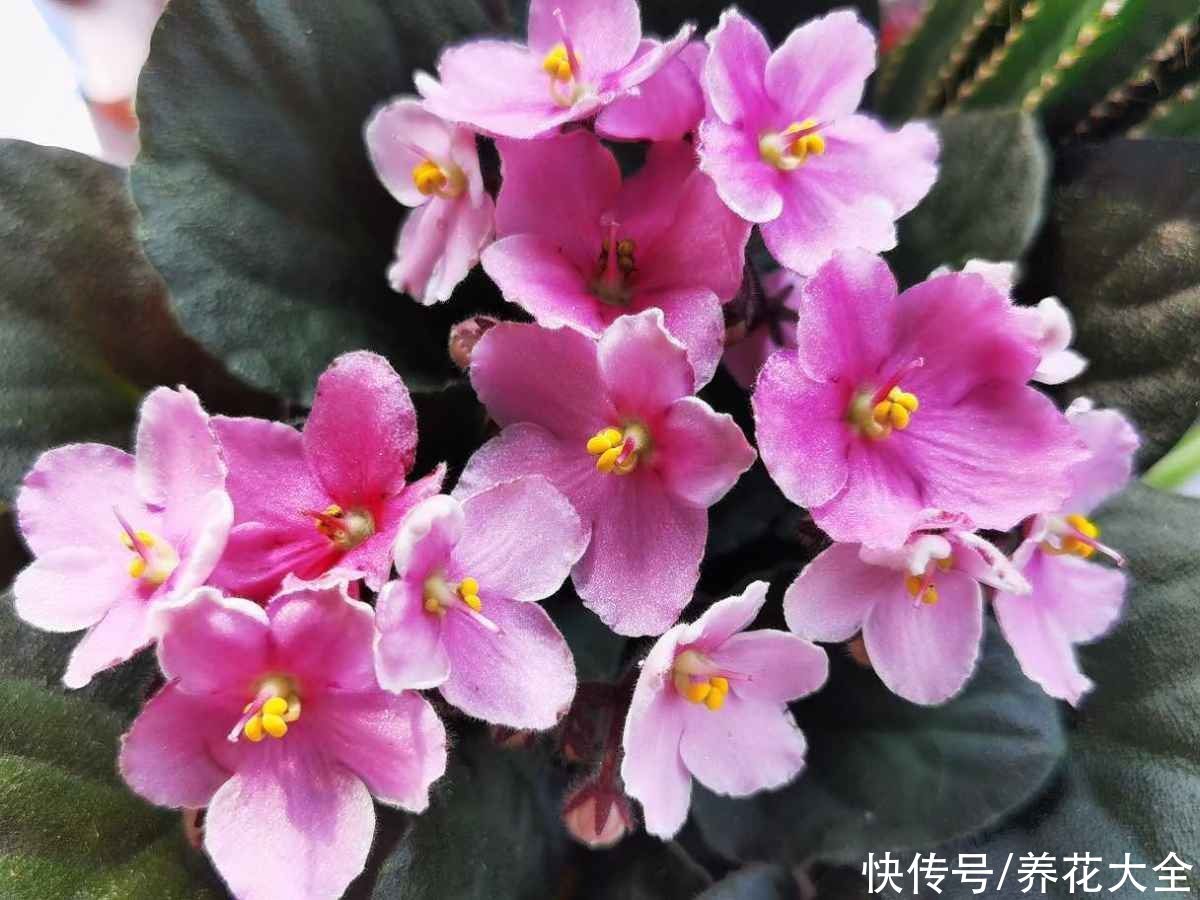 光照|4种花现在要搬进屋，要是再晒下去，就要晒成“枯草”