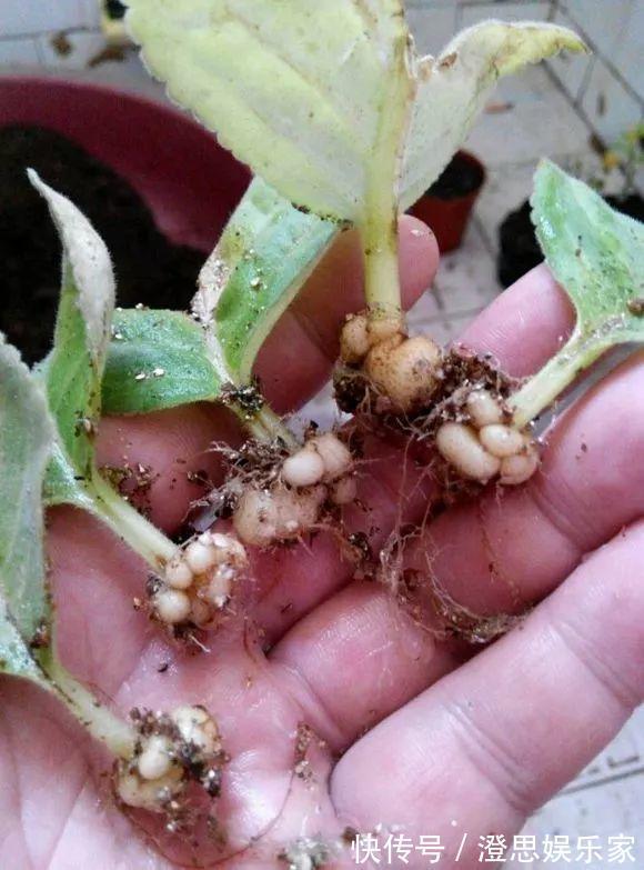 大岩桐|夏天扦插花卉,挑选“1种”枝条,7天冒白根,事半功倍,新手都会