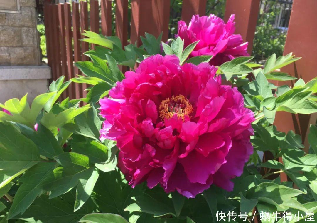 牡丹|这现在不能换盆的花，土一松就没命，白养大半年