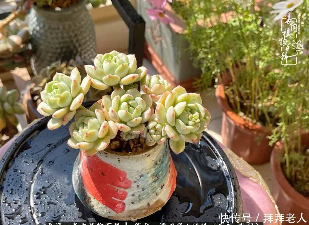 多肉与我,不负时光韶华!