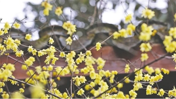 名胜区|超山梅花渐次开 探梅赏梅好时节