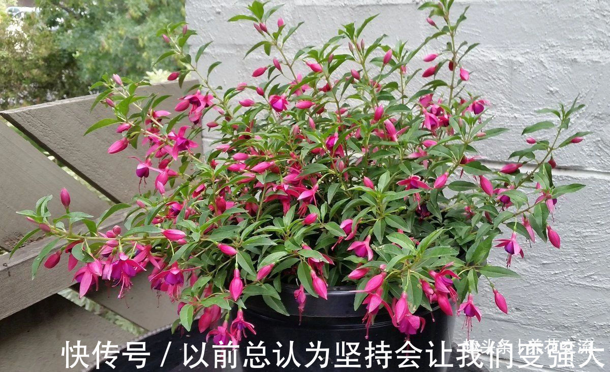 倒挂金钟盆栽买回家过几天就蔫了,花苞不断掉,啥情况呢