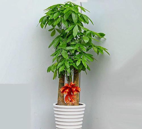 3种懒人树，好养又好看，一年能窜2米高，是家庭盆栽佳品