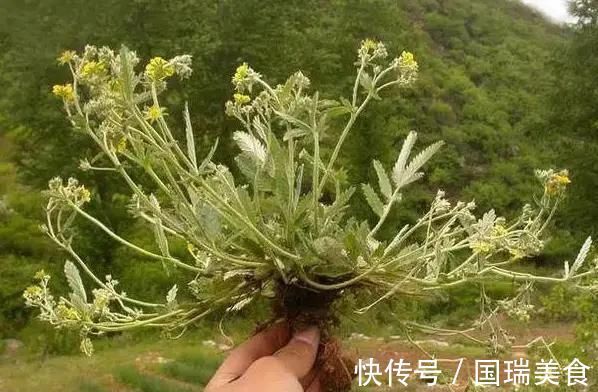 70后80后|农村这种不起眼的野草,根系长得像鸡腿,70后80后拔起来就开吃