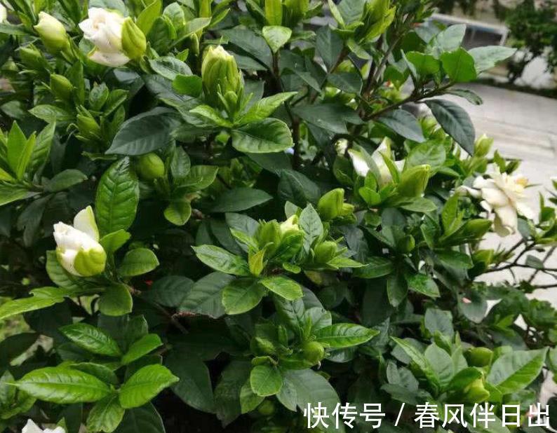 北方地区|室内盆栽栀子花，掌握3要领，下半年花开不断，天天像喷了香水