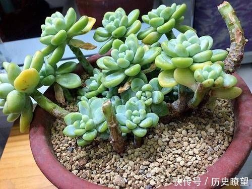 多肉植物|多肉植物不长个教你一个小技巧，呼呼冒出一堆新芽