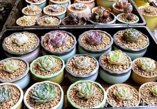 多肉,懒人花友的“心头好”,上班族的“小萌宠”,好看又好养