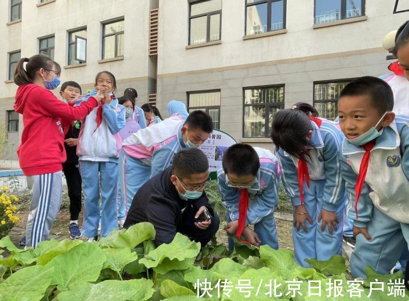 板蓝根|北京小学通州分校:板蓝根、金银花走进校园小课堂