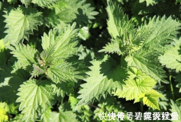 荨麻叶|农村常见的“咬人草”，是治疗风湿性关节炎的良药！