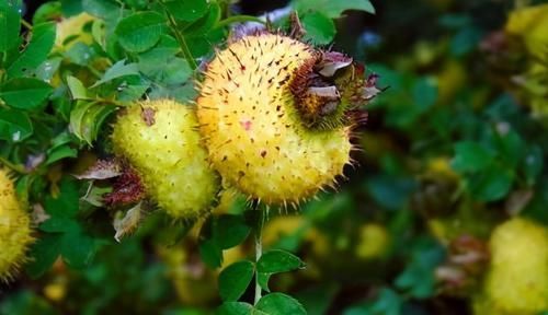好食物吃出好身体，推荐3种食物，健脾化湿滋补强身，好吃不贵！