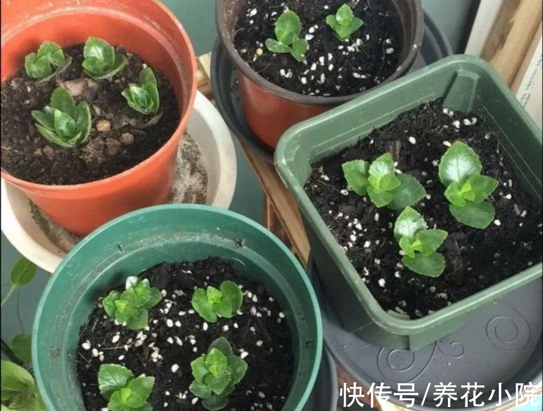 10月以后，6种花还能照常扦插，而且不容易腐烂