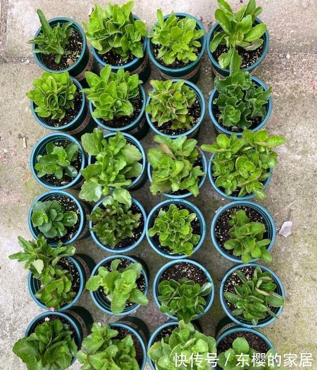 种花|三伏天，这三种花要备份，好处多多，年年有花看