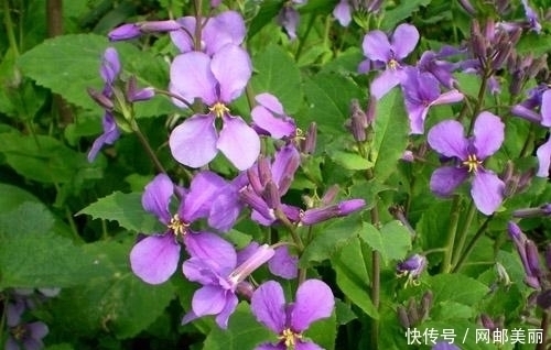 心血管|它是农村“救命草”,治心血管,清热解毒,祛毒健体,你认识吗