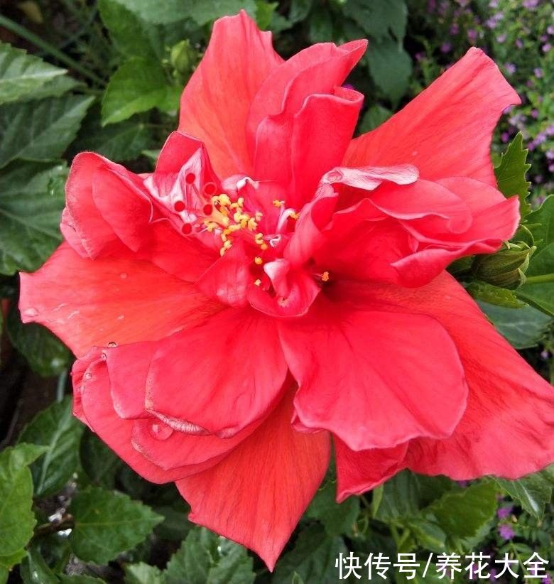 在家里养扶桑，只要温度合适，一年四季都能开花