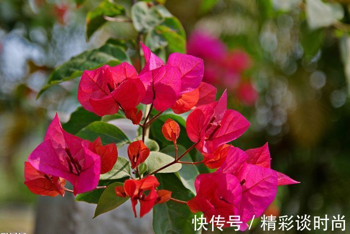 叶子|此花所开出来的花朵和叶子很像,就像是五颜六色的叶子一样