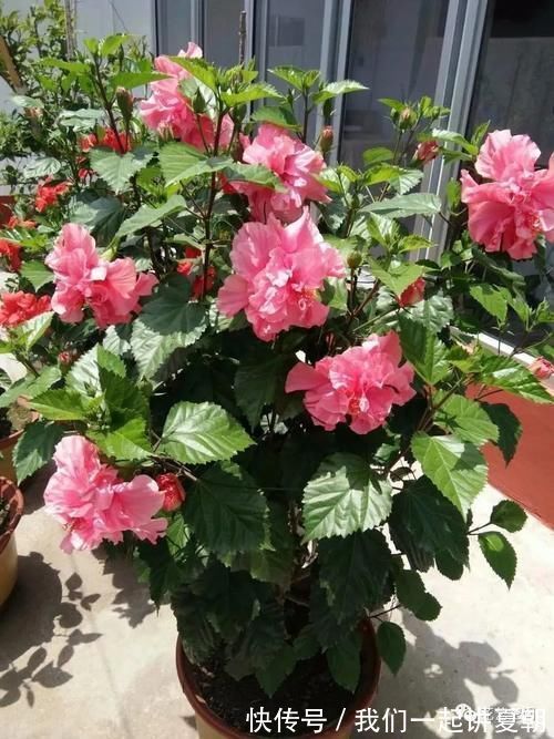 四季|老花农告诉你，这5种花是“开花机器”，摆在室内，四季常开花