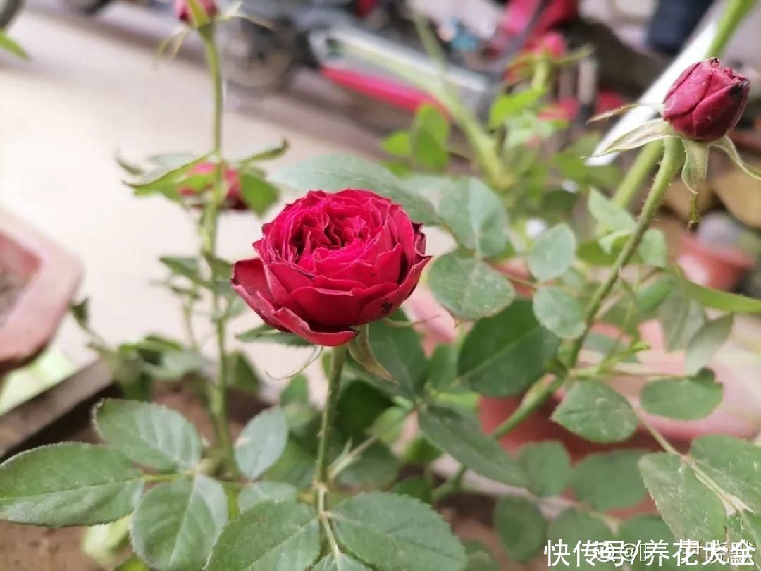 君子兰开完，会有3个“后遗症”，一定要重视